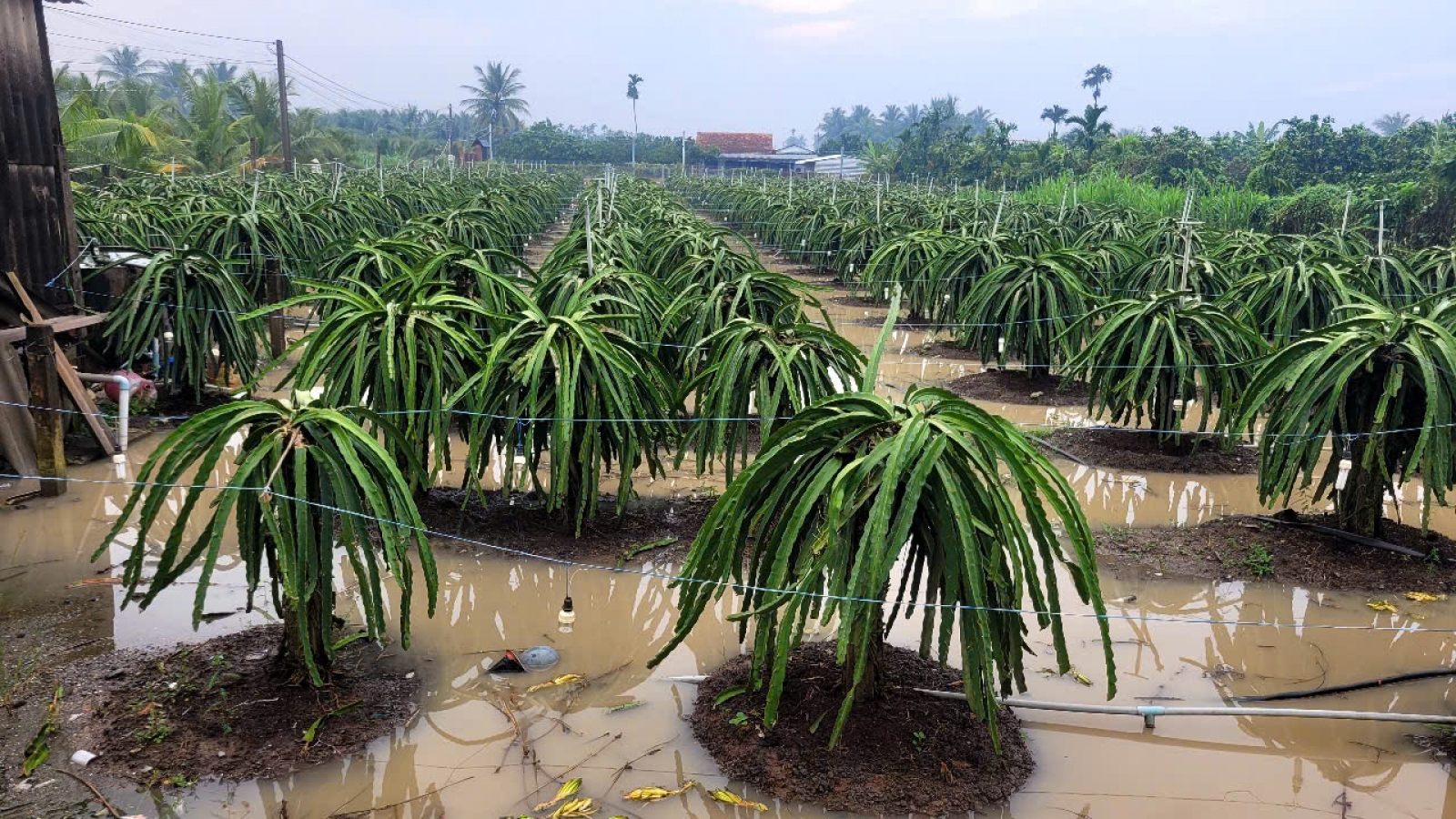 Đồng Tháp: Mưa lớn gây ngập diện rộng, giá nông sản tăng cao