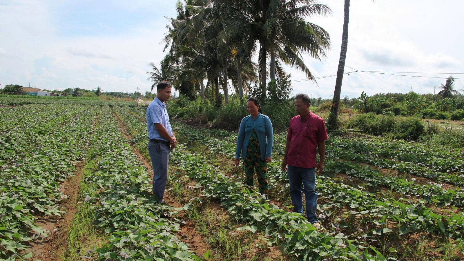 Nông dân Cần Thơ đổi mới cách làm, nâng cao giá trị nông sản