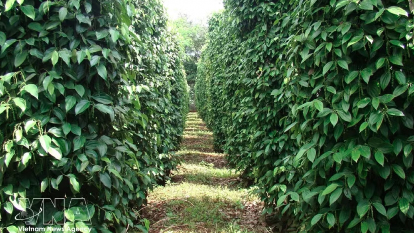 Vietnam’s pepper exports top US$1.3 billion, maintain growth momentum