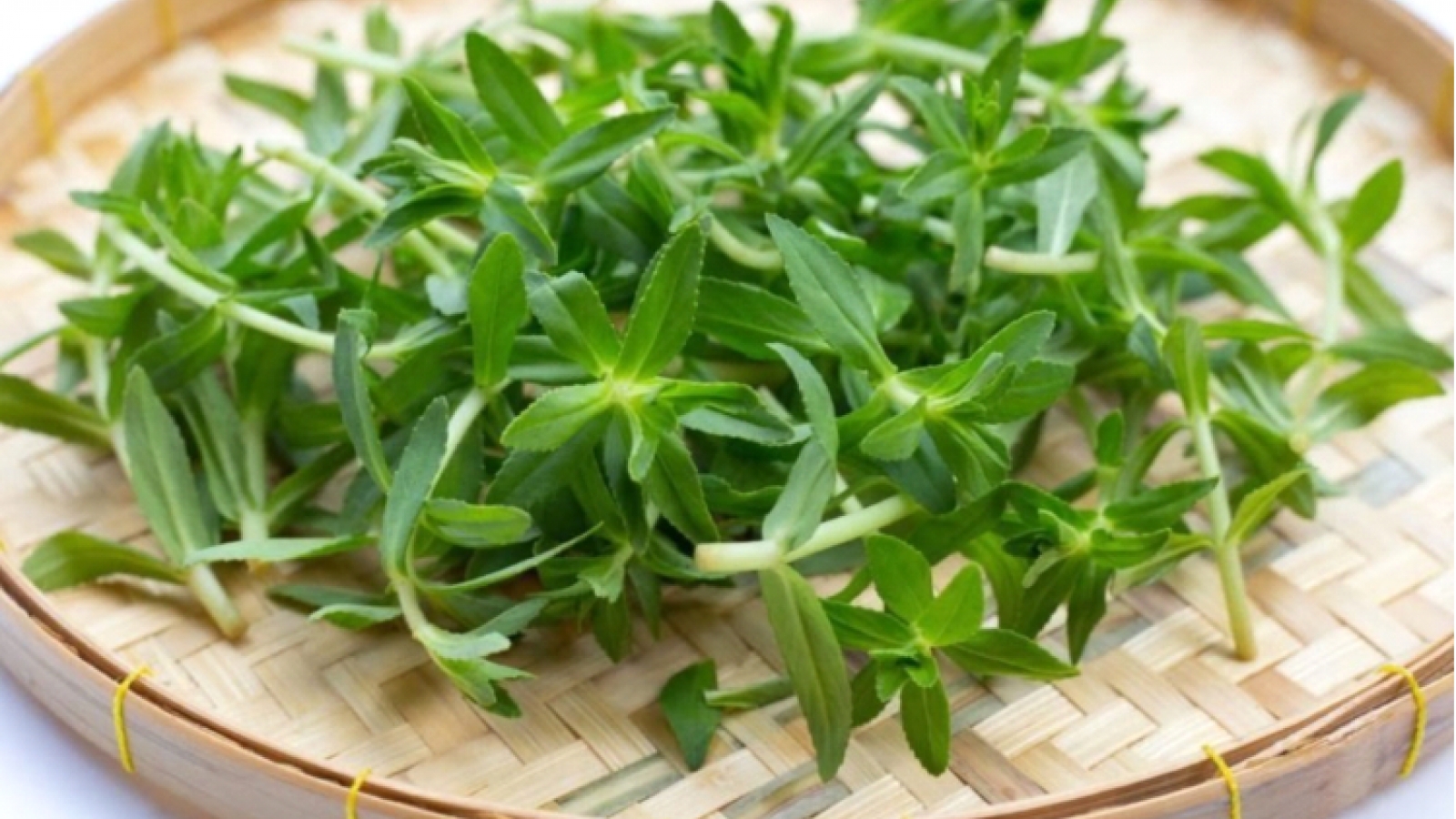 Cây thuốc dưỡng gan, bổ thận có thể ngừa ung thư, thường dùng làm gia vị