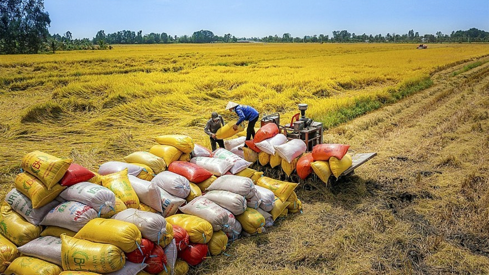 Vietnam’s rice exporters face price pressure as global competition intensifies