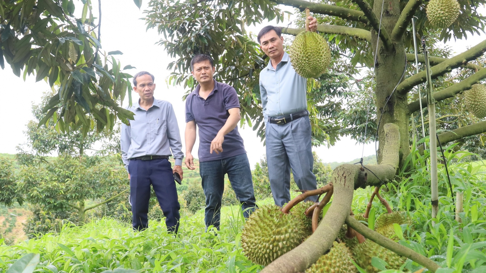Sầu riêng mở hướng làm giàu ở vùng biên Quảng Ngãi