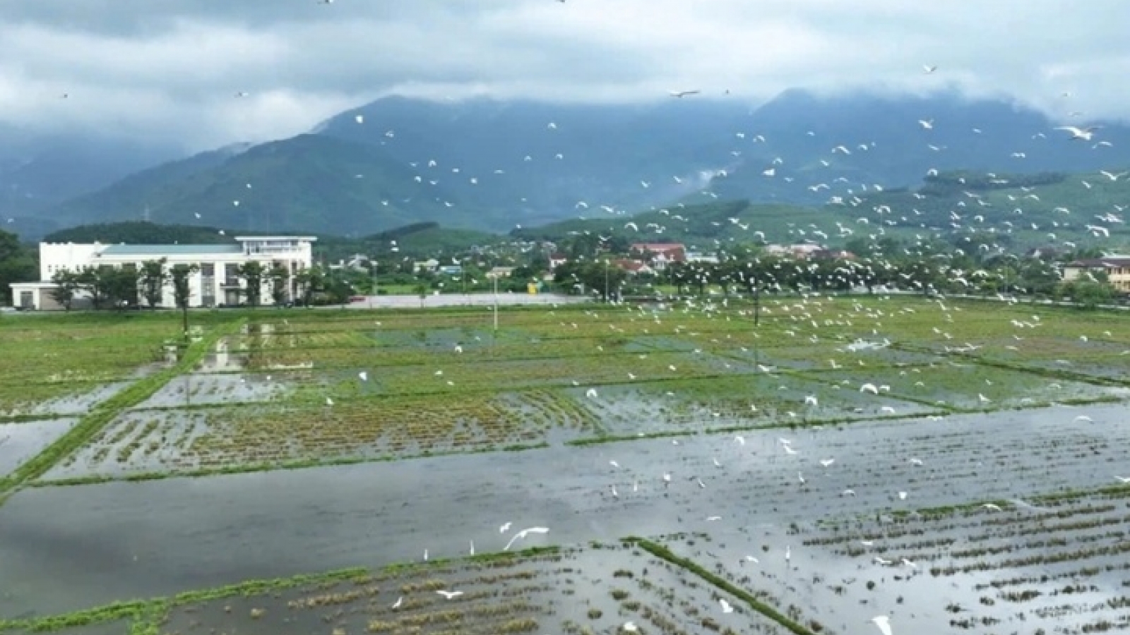 Khoảnh khắc đàn cò trắng bay lượn rợp đồng ruộng ở Huế