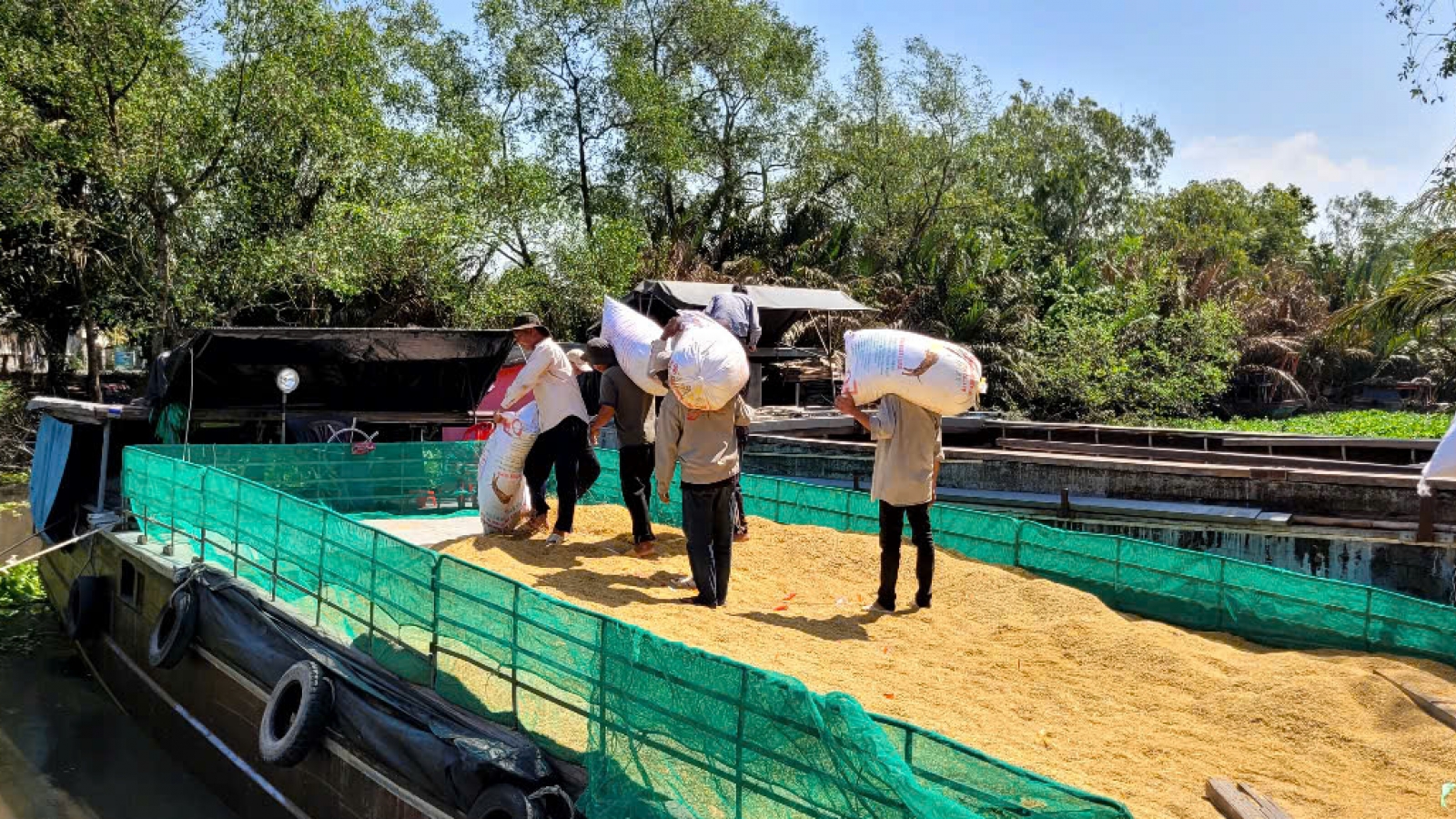 Xuất khẩu gạo đối mặt thử thách lớn: Giá giảm sâu, áp lực cạnh tranh đè nặng