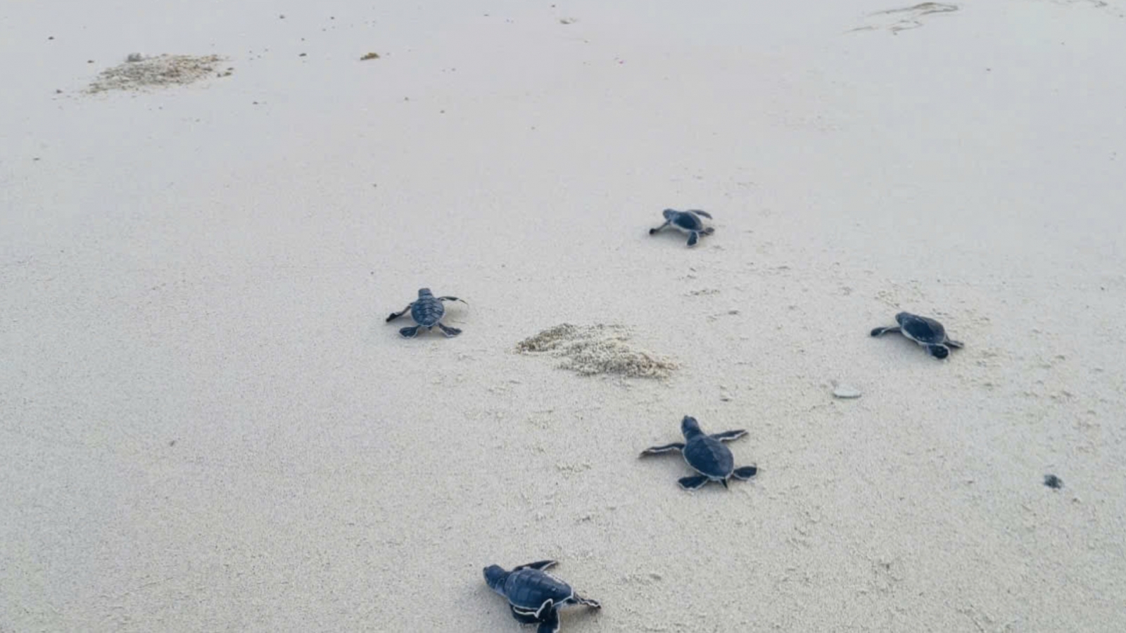 92 green sea turtle hatchlings return to the sea at Hon Cau