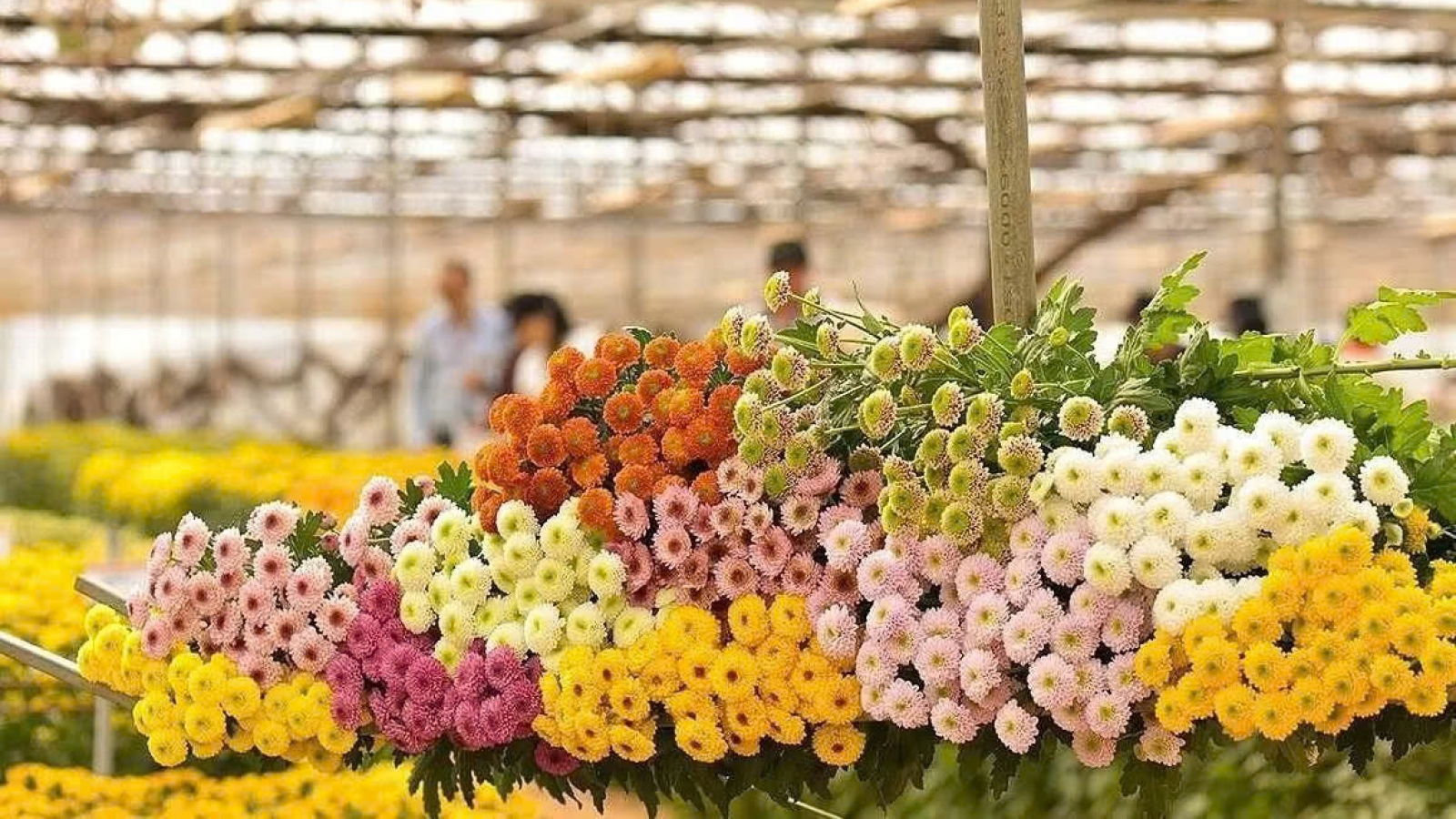 Vietnamese chrysanthemum exports to Japan approach US$31 million