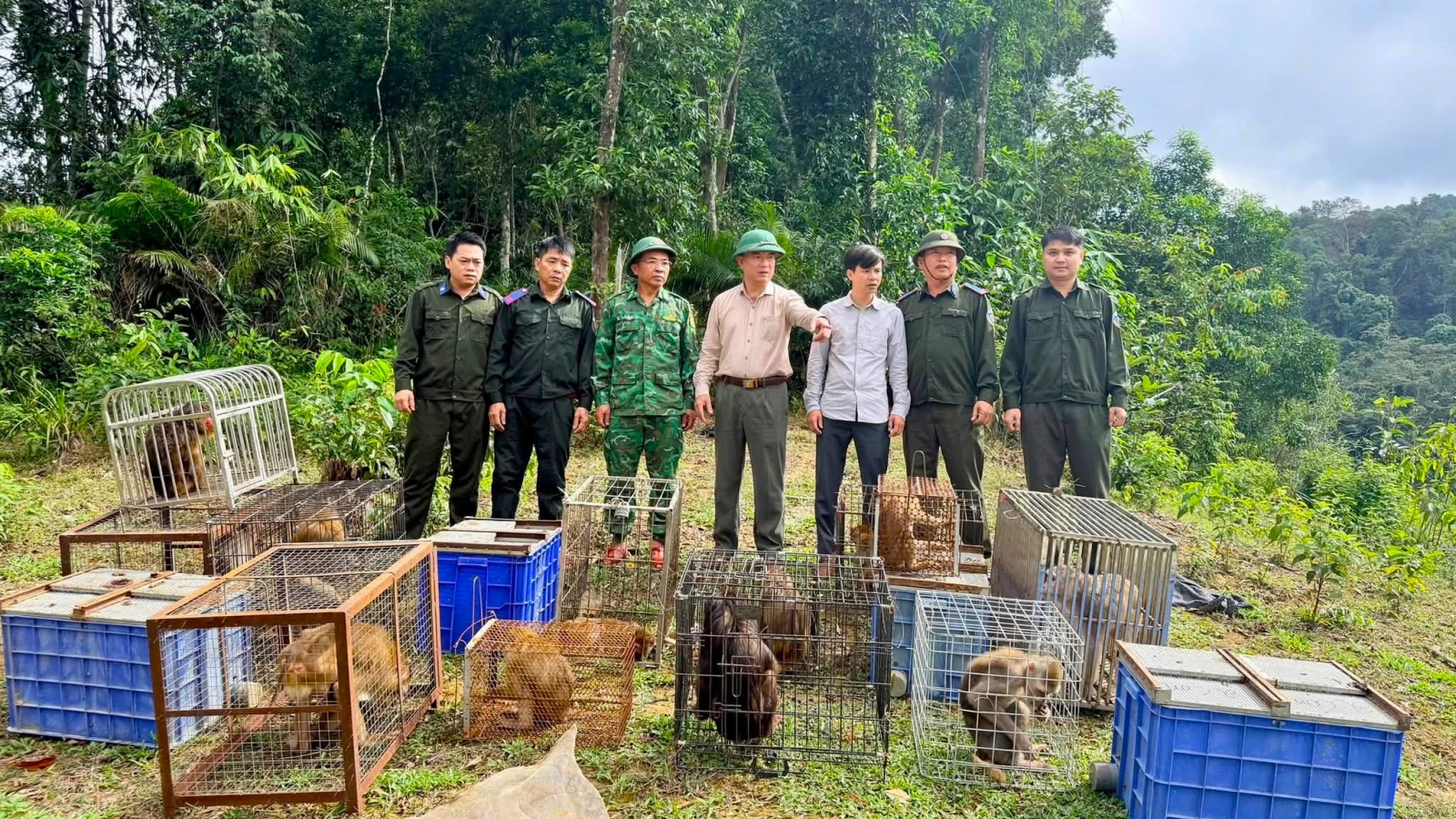 Vườn Quốc gia Vũ Quang thả 22 cá thể động vật hoang dã về tự nhiên