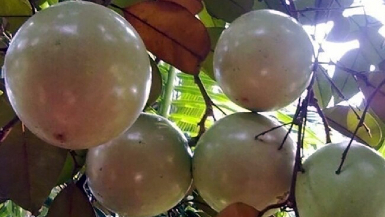 Quả đặc sản có tên nhạy cảm bán với giá 120.000 đồng/kg