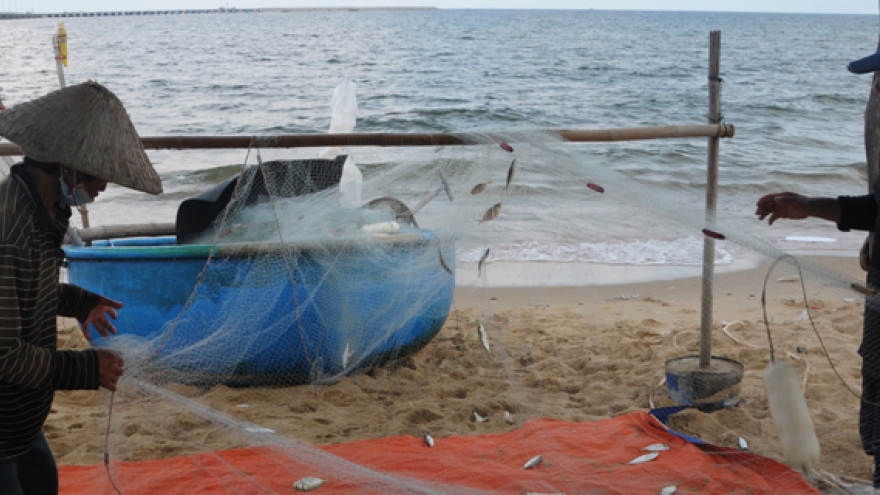 Làng chài đánh lưới cá trích