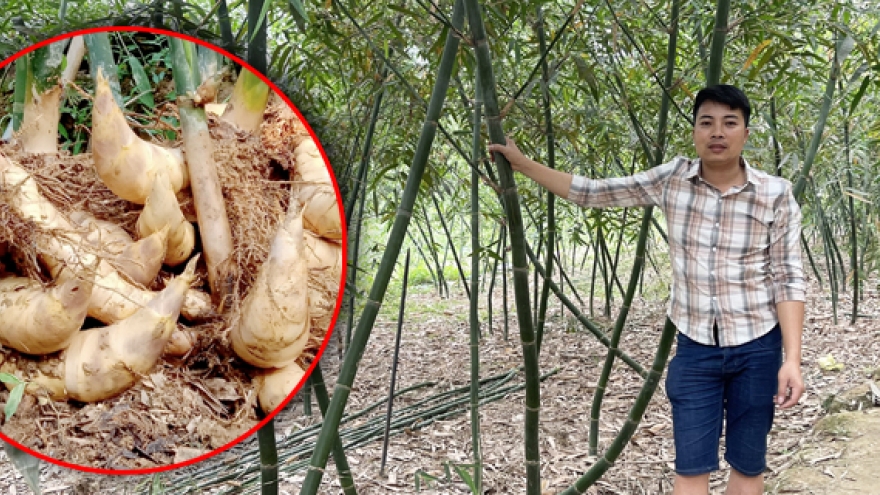 Trồng tre lục trúc lấy măng– mô hình làm giàu hiệu quả