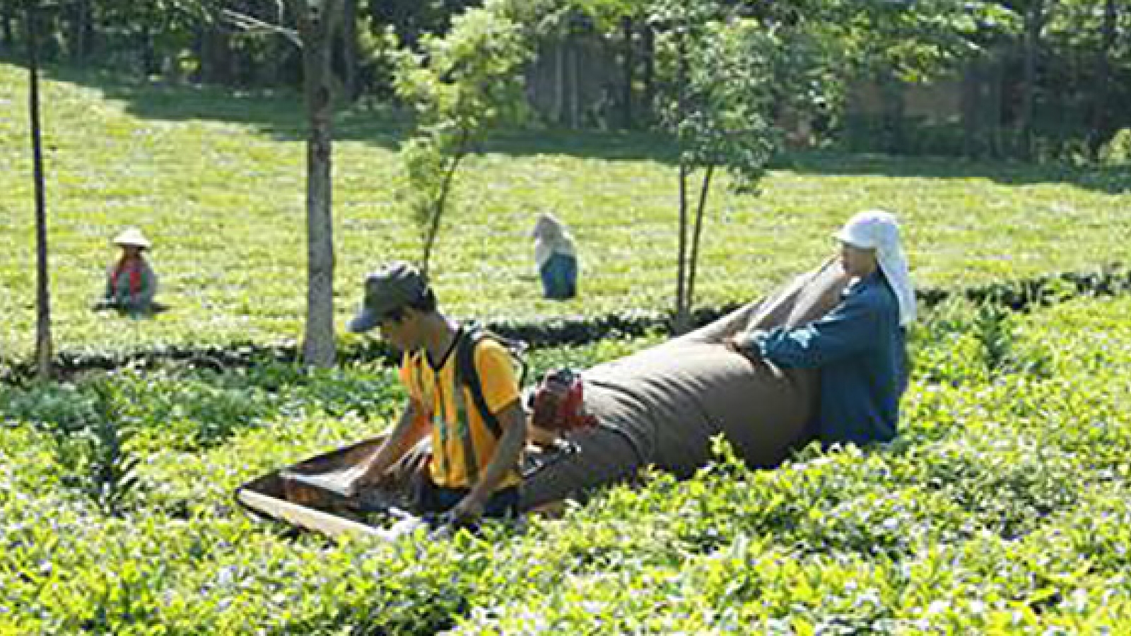 Diện mạo Hà Nội sau 10 năm thực hiện Chương trình Nông thôn mới