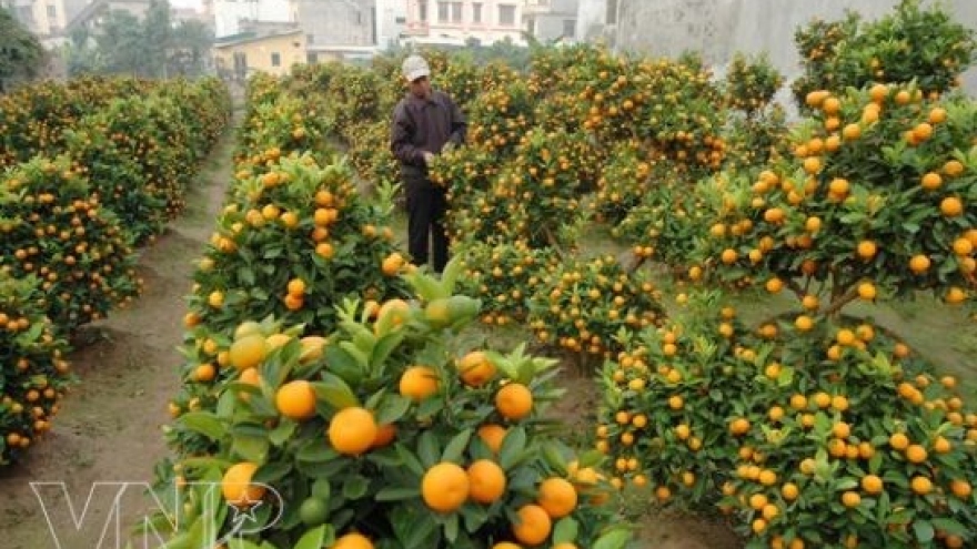 Ornamental plants - indispensable part of Tet