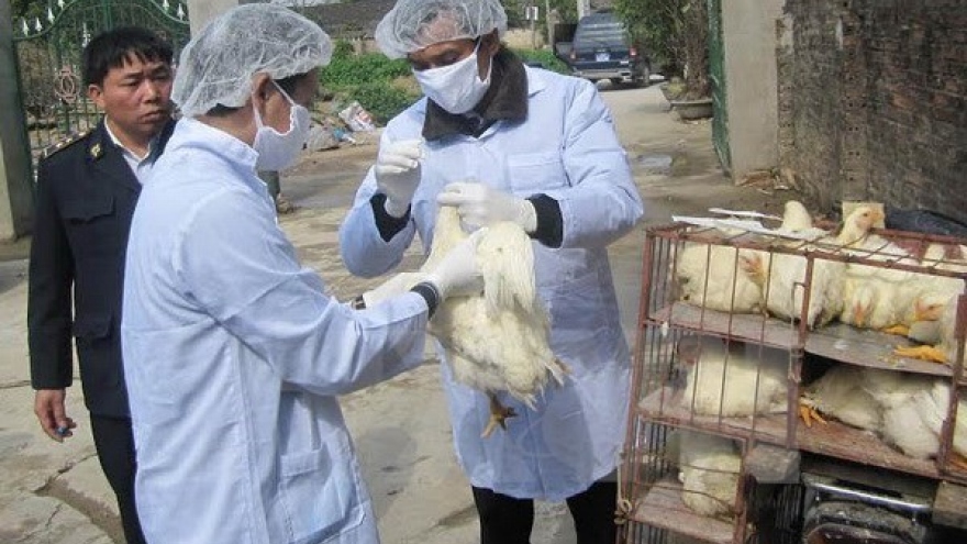 Long An intensifies cross-border A/H7N9 avian flu prevention