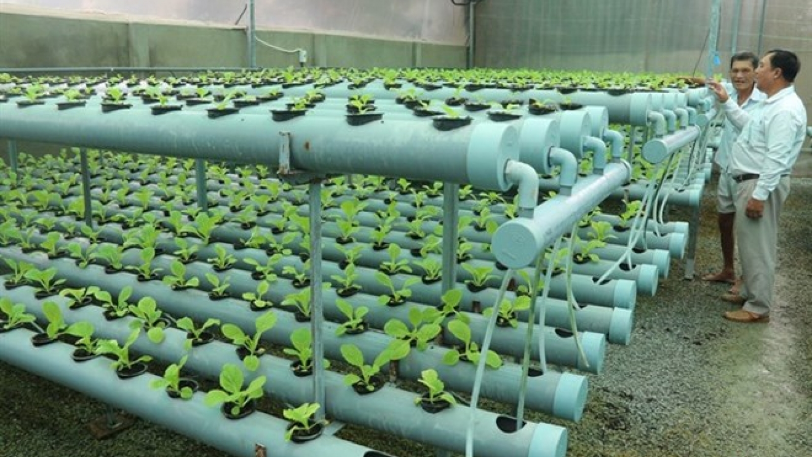 Restructuring helps form agricultural product categories