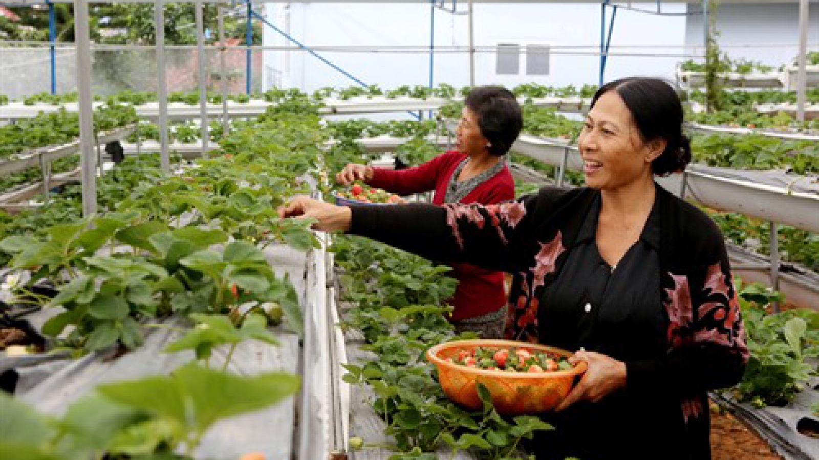 Agri-food sector needs less direct state oversight: World Bank