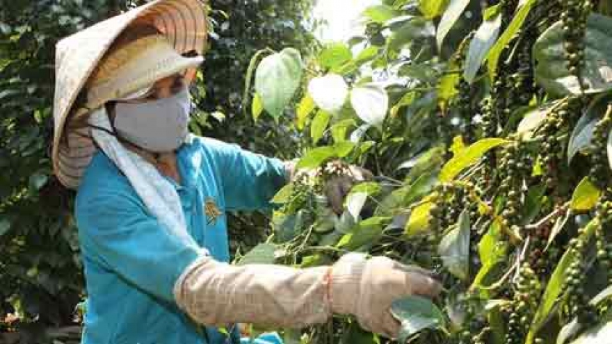 Farmers switch to pepper as coffee prices fall