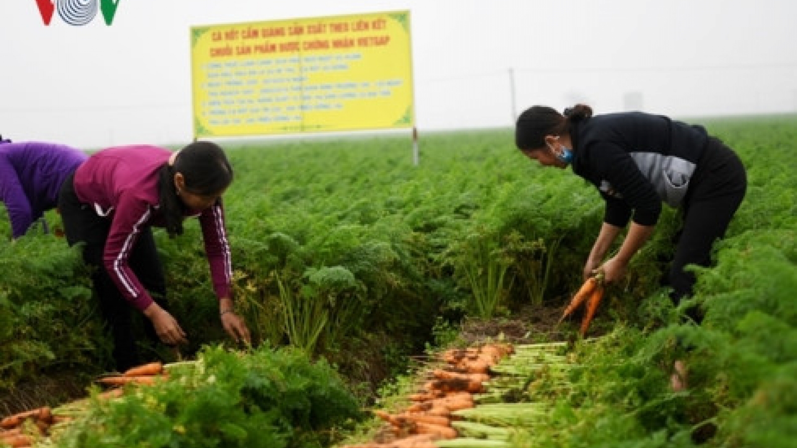Boosting links – key to increasing Vietnam’s farm produce exports