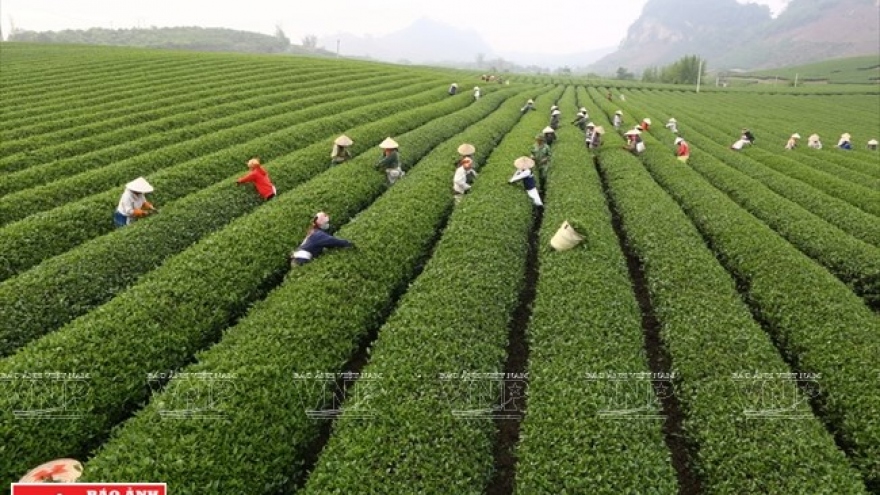 Moc Chau Tea Festival opens