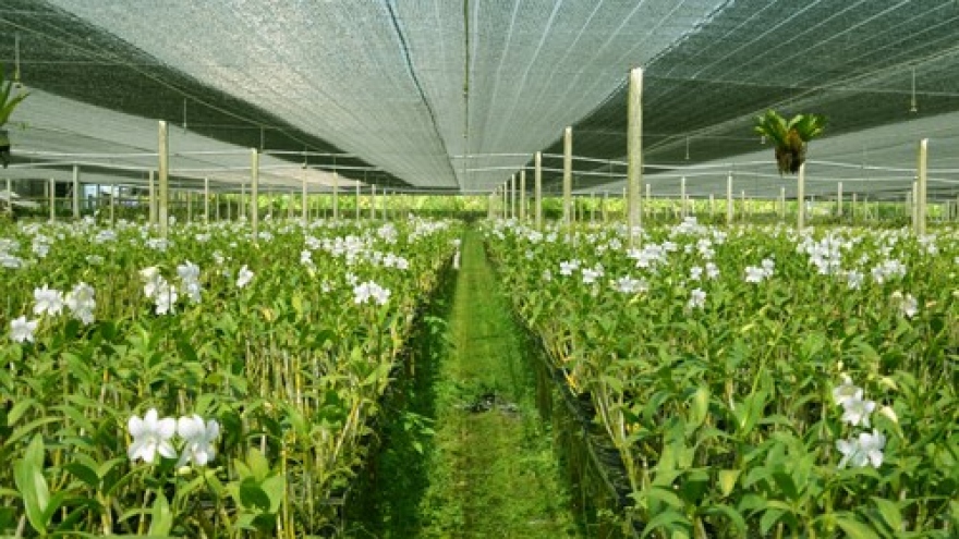 Phu Yen develops hi-tech agricultural zone