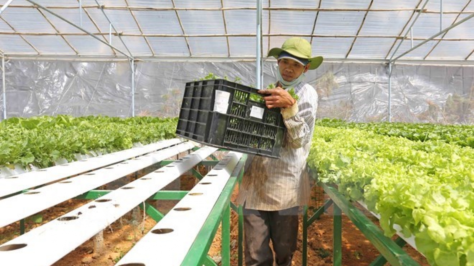 Japan leads agriculture trade mission to Vietnam