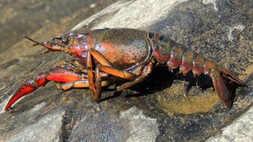 Official repeats ban on crawfish farming in Vietnam