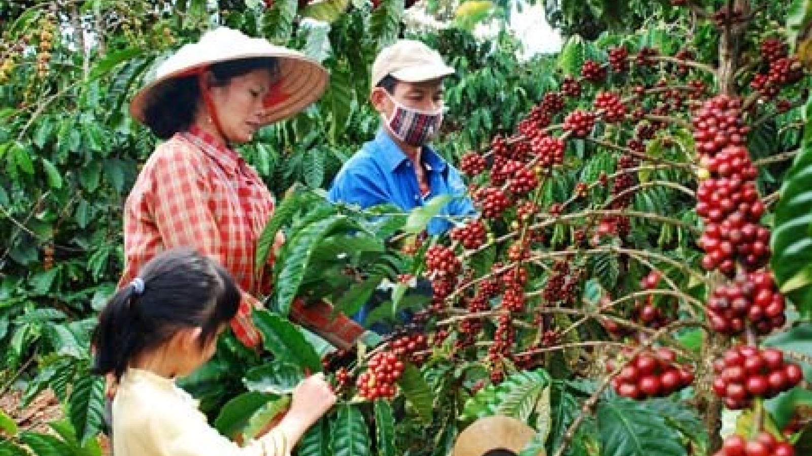 Central Highlands to cut coffee cultivation area
