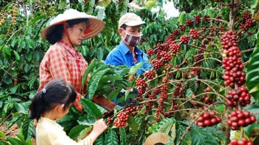 Central Highlands to cut coffee cultivation area
