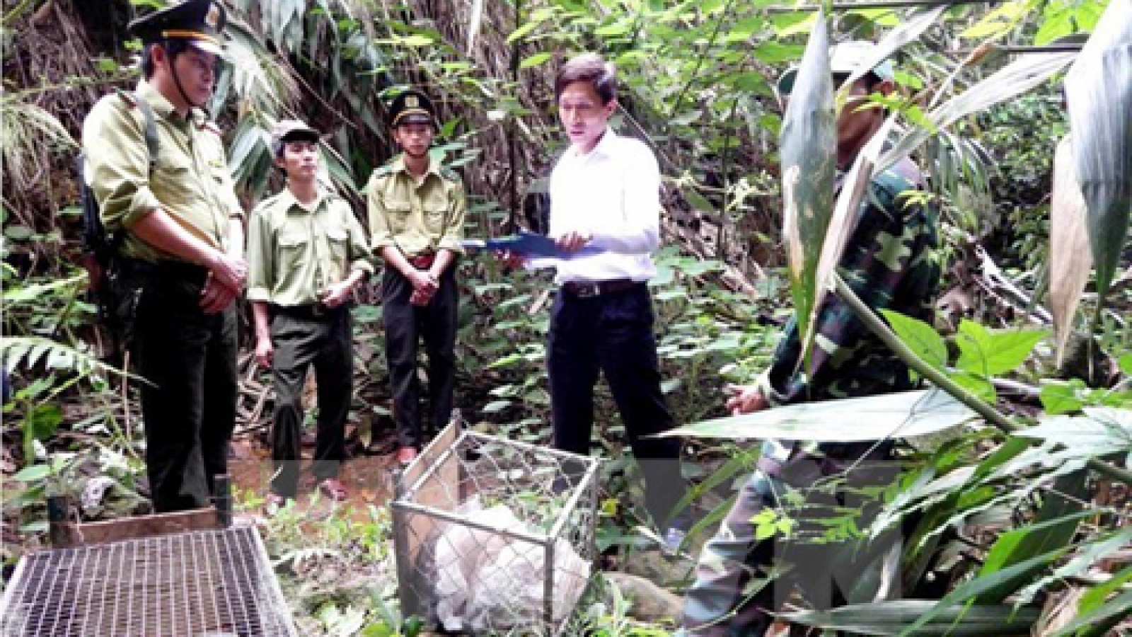 Huge wild animal transport discovered in Quang Binh