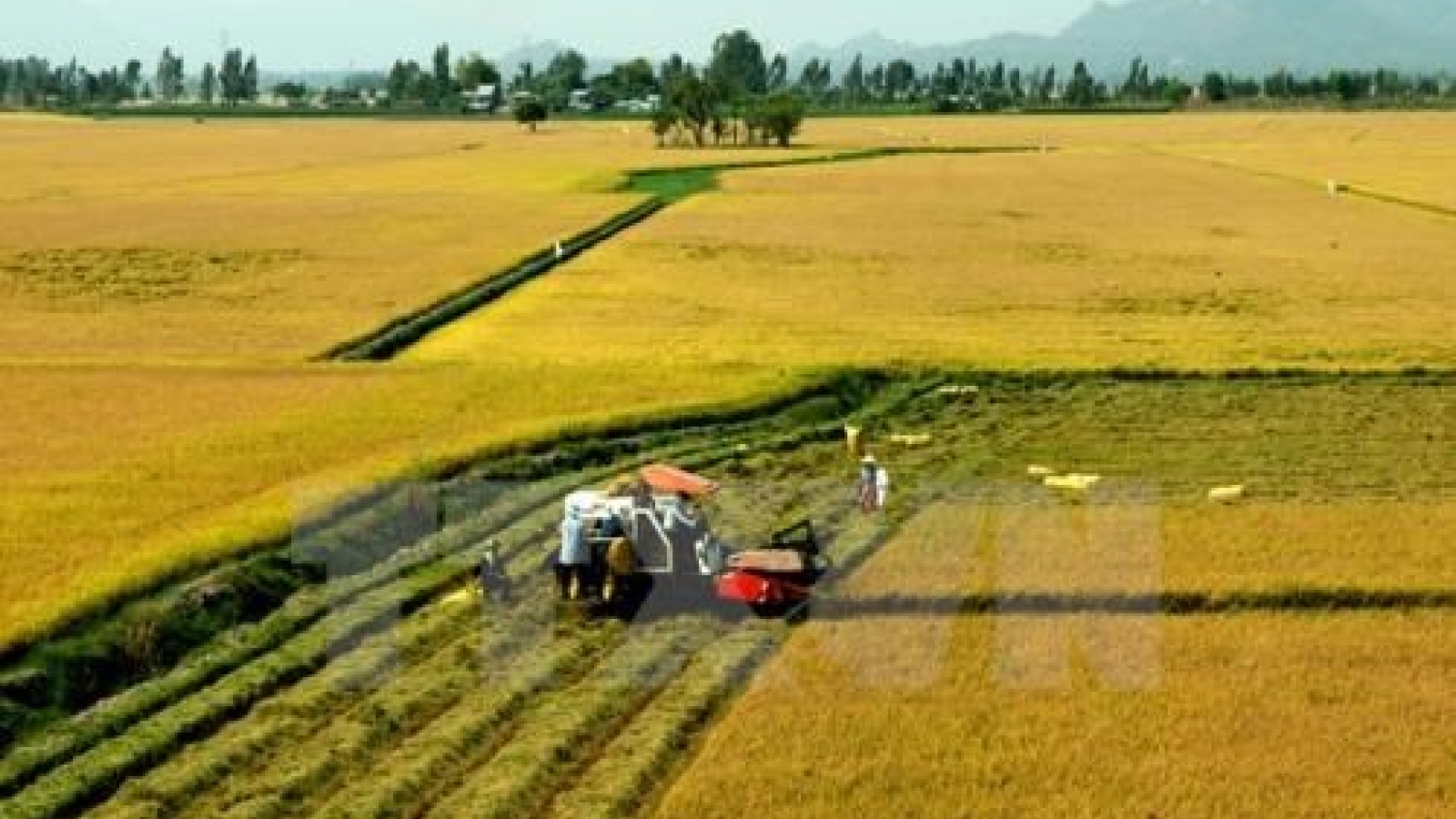 Tra Vinh restructures food crops to adapt to climate change