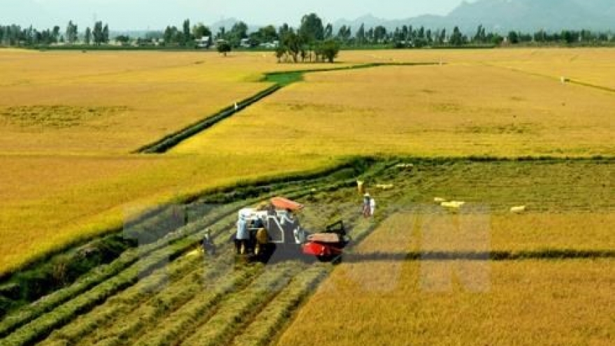 Tra Vinh restructures food crops to adapt to climate change