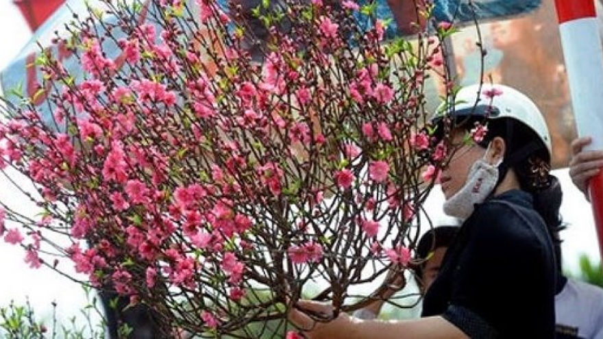Local airlines carry apricot, peach blossoms for Tet holidays from Jan. 15