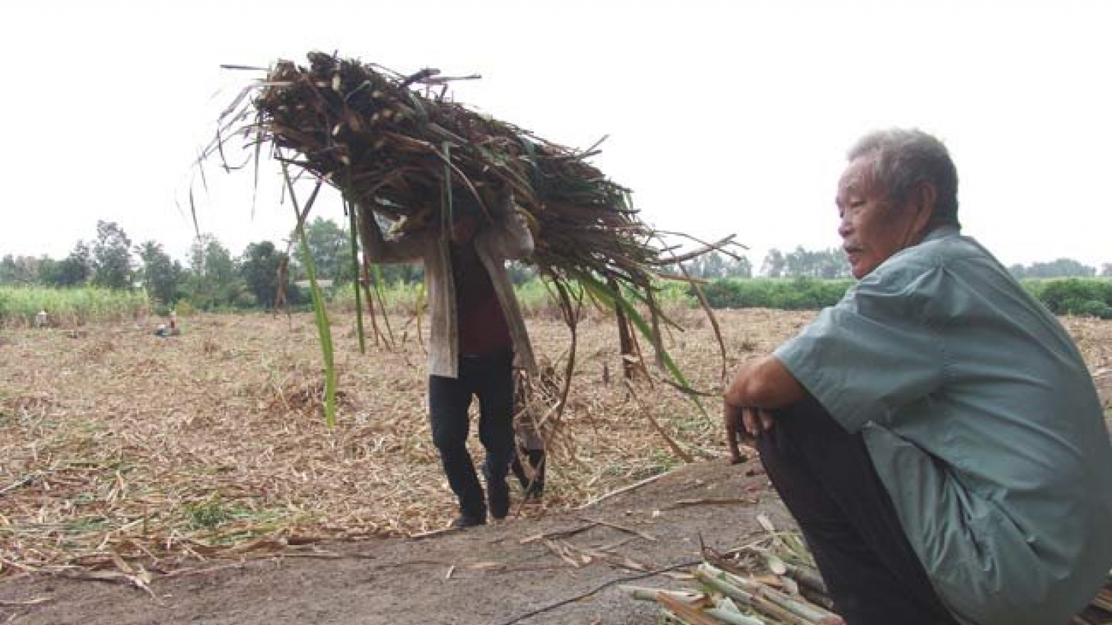 Many sugar mills face uncertain future