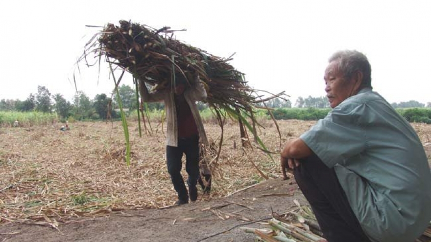 Many sugar mills face uncertain future