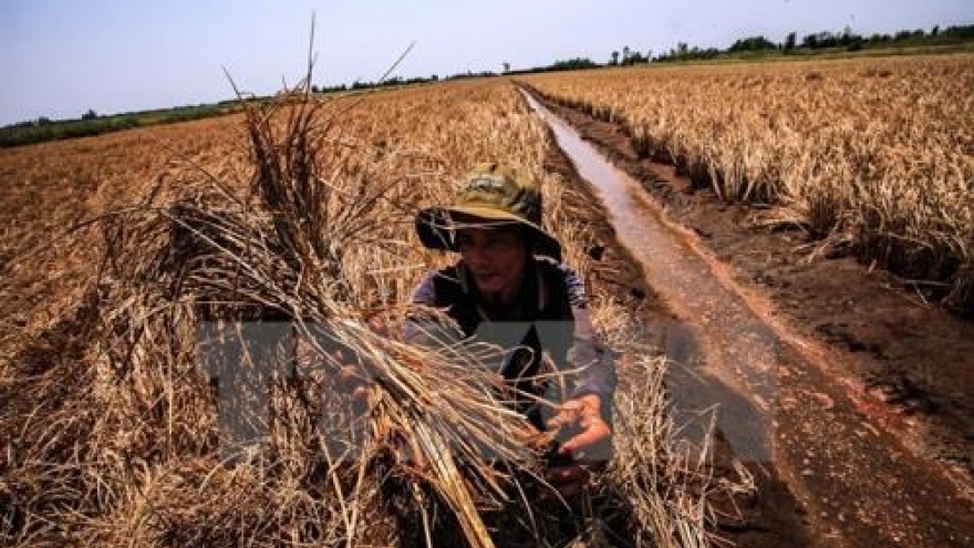 Drought causes US$400 mln losses