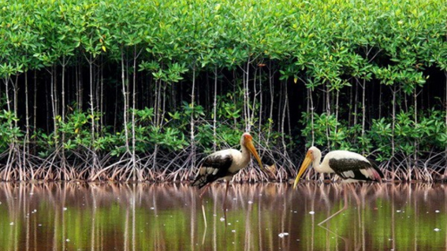 Vietnam focuses on coastal eco-system, mangrove forest protection