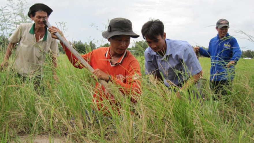 Rat-hunting in Mekong Delta's flood season