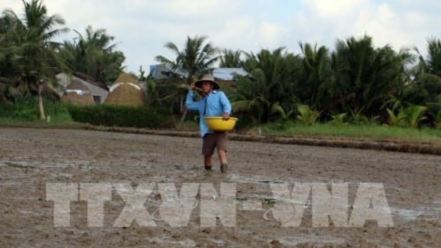 Southern Winter-Spring rice crop area down due to floods