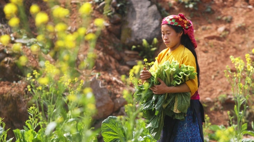 
        Daily life in Meo Vac, Ha Giang
                              