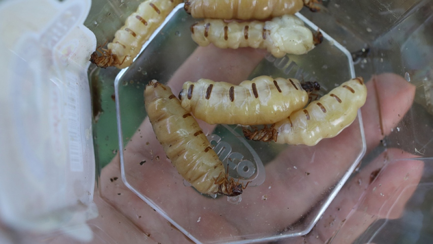 Hunting for protein-rich termite kings in Vietnam