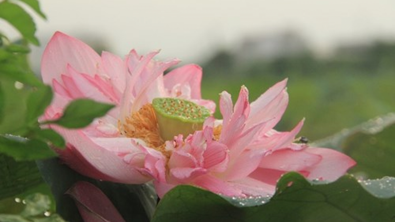 Hanoi’s lotus tea-making art