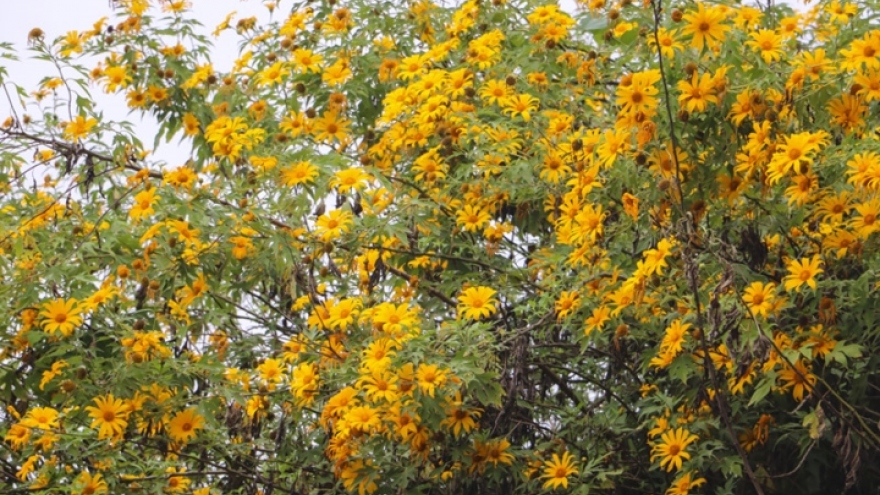 Visitors enjoy wild sunflowers in bloom during winter months in north-eastern region