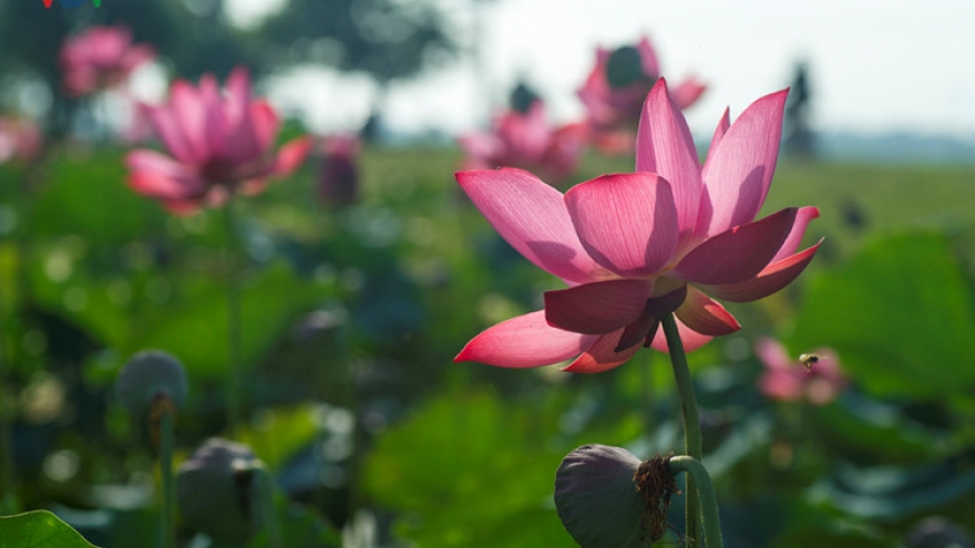 Charming lotus blossom in Hue