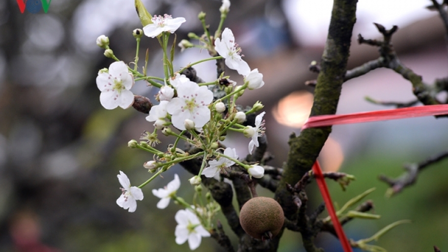 Stunning wild pear flowers line streets of Hanoi