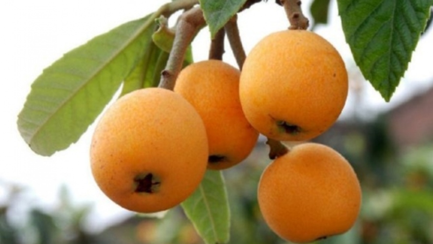 Japanese fruit proves popular choice among wealthy Vietnamese 