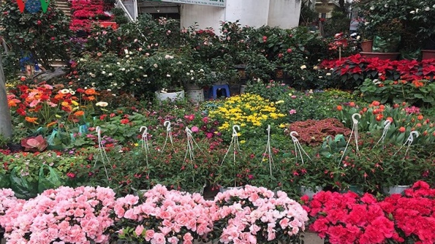 Ornamental hanging flowers and plants draw Tet customers