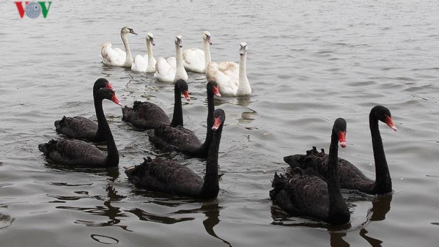 Hanoians admire new swans gracing Hoan Kiem Lake