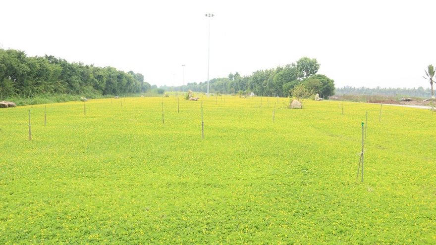 Stunning field of peanut flower near Hanoi