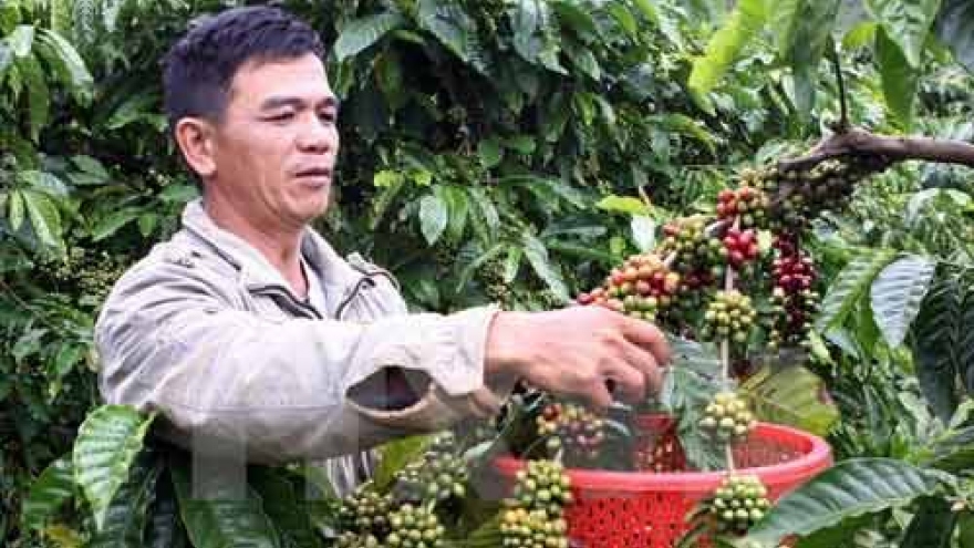 Project launched to replant old coffee plants in Dak Nong