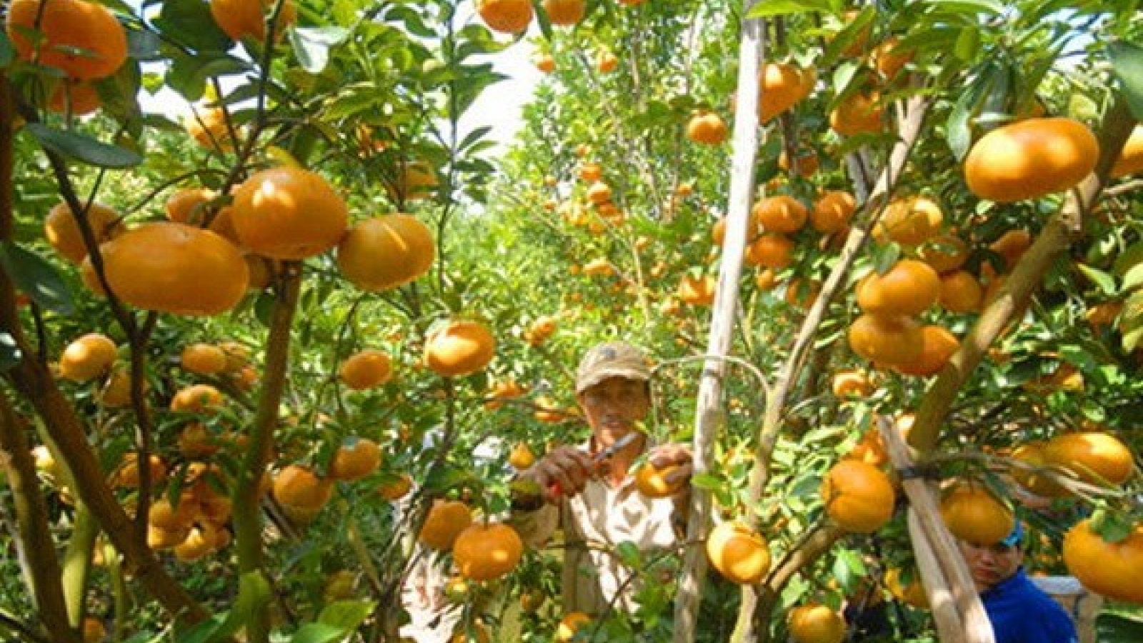Nghe An develops large-scale citrus fruit growing areas
