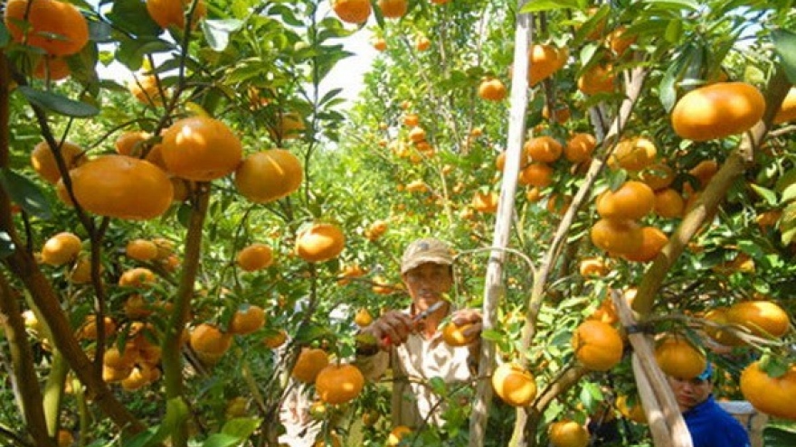 Nghe An develops large-scale citrus fruit growing areas